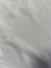 FILA Sport Tee White w/ Blue (XL)